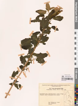 MAG 0017551