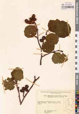 MAG 0017553