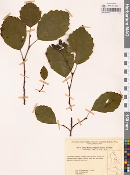 MAG 0017554