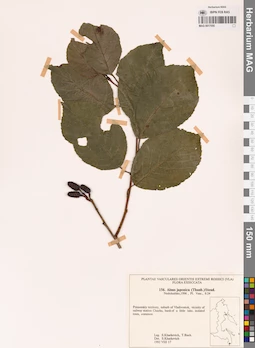 MAG 0017555