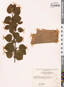 MAG 0017557