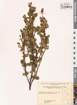 MAG 0017561