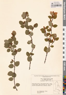 MAG 0017562