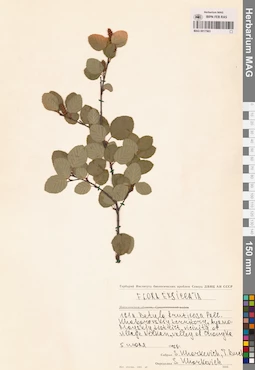 MAG 0017563