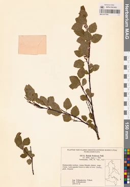 MAG 0017564