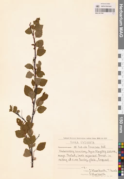 MAG 0017565