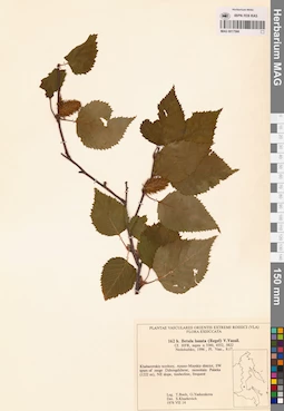 MAG 0017566