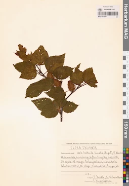 MAG 0017567