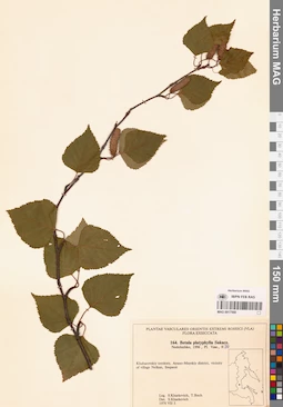 MAG 0017568