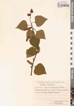 MAG 0017569