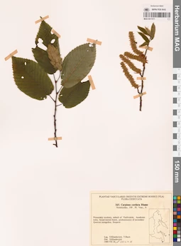 MAG 0017571