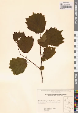 MAG 0017572