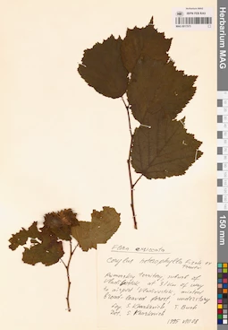 MAG 0017573