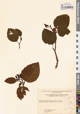 MAG 0017575