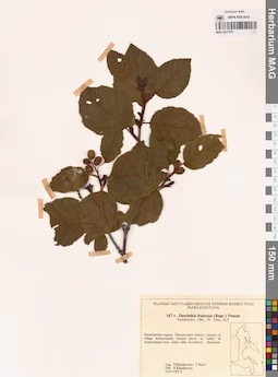 MAG 0017576