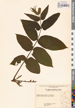 MAG 0017579