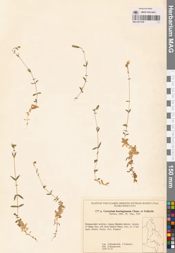 MAG 0017580