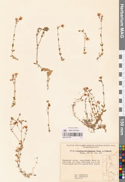 MAG 0017581