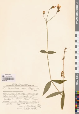 MAG 0017584