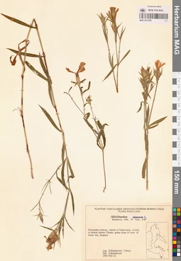 MAG 0017585