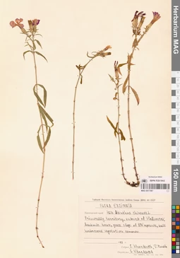 MAG 0017587