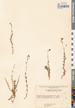 MAG 0017593