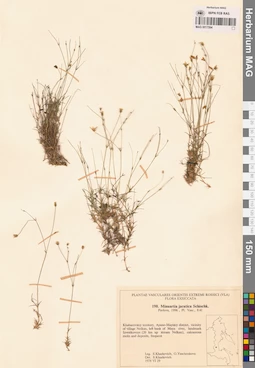 MAG 0017594