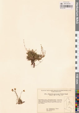MAG 0017595