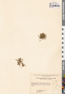 MAG 0017596