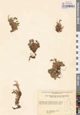 MAG 0017597