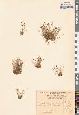 MAG 0017599