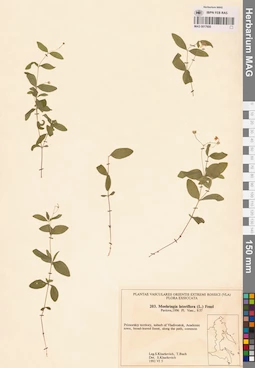 MAG 0017600