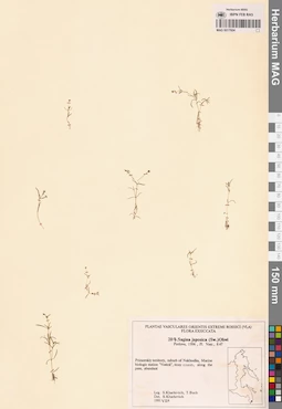 MAG 0017604