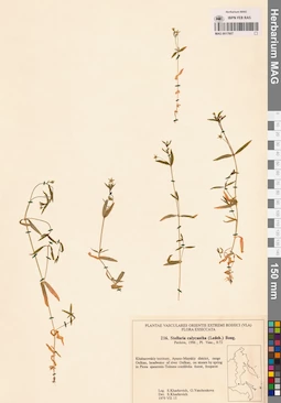 MAG 0017607