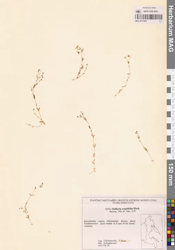 MAG 0017609