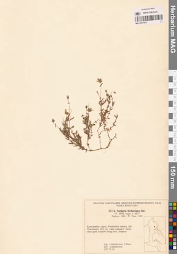 MAG 0017611
