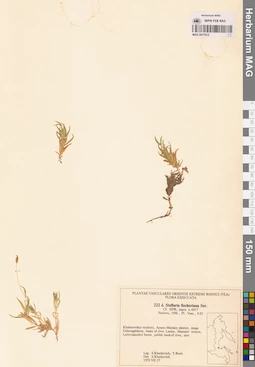 MAG 0017612