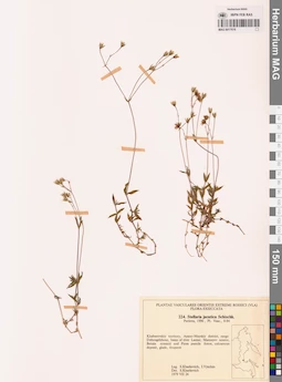 MAG 0017616