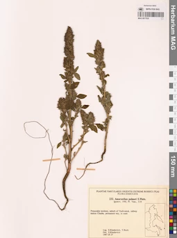 MAG 0017620