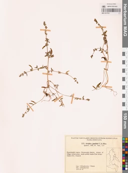 MAG 0017621