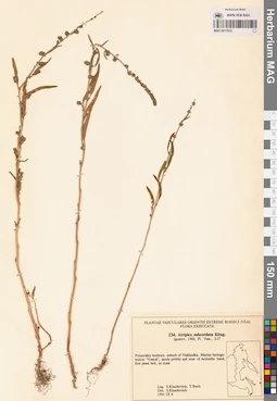 MAG 0017622