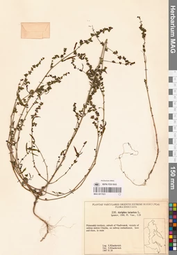 MAG 0017623