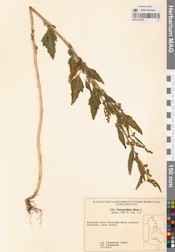 MAG 0017624
