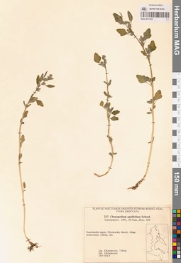 MAG 0017625