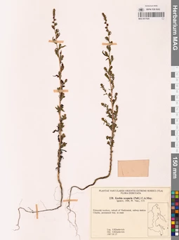 MAG 0017626