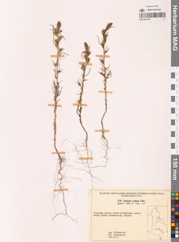 MAG 0017627
