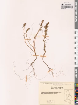 MAG 0017628