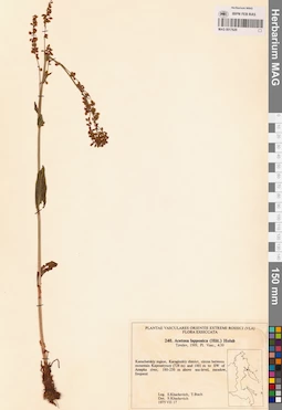 MAG 0017629
