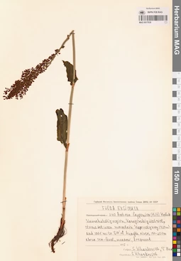 MAG 0017630