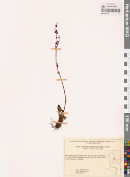 MAG 0017631